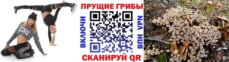 Купить  Каменск-Шахтинский  Галлюциногенные грибы Psilocybine cubensis 